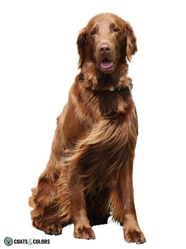Brown Dog Coat Color Flat Coated retriever