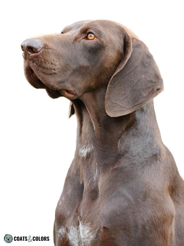 Brown Dog Coat Color German Shorthaired Pointer