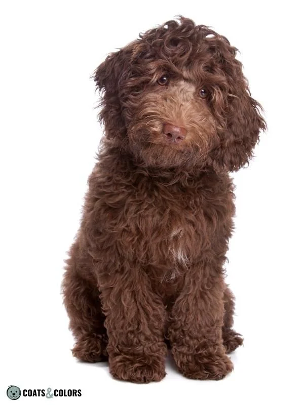 Brown Dog Coat Color Labradoodle