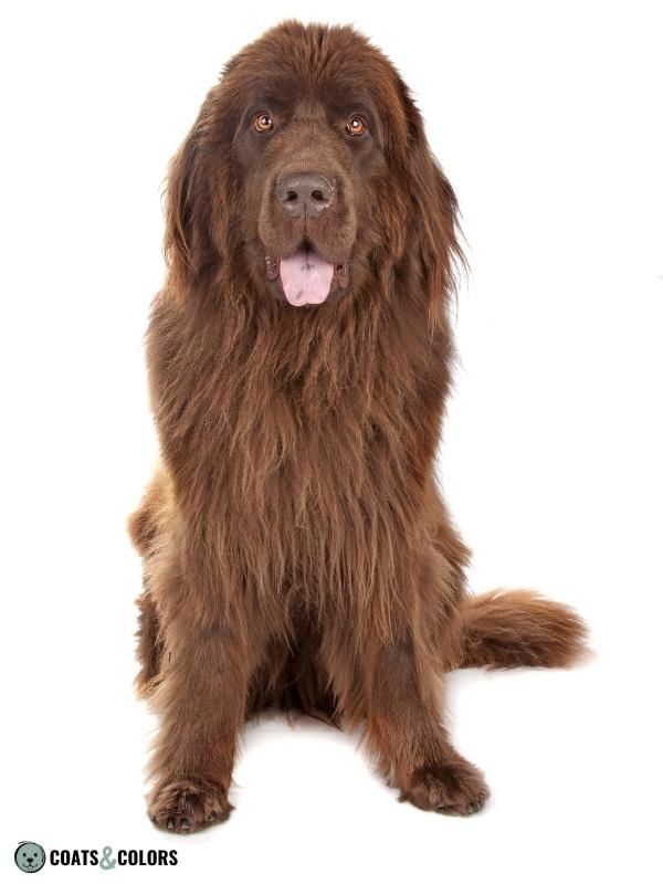 Brown Dog Coat Color Newfoundland