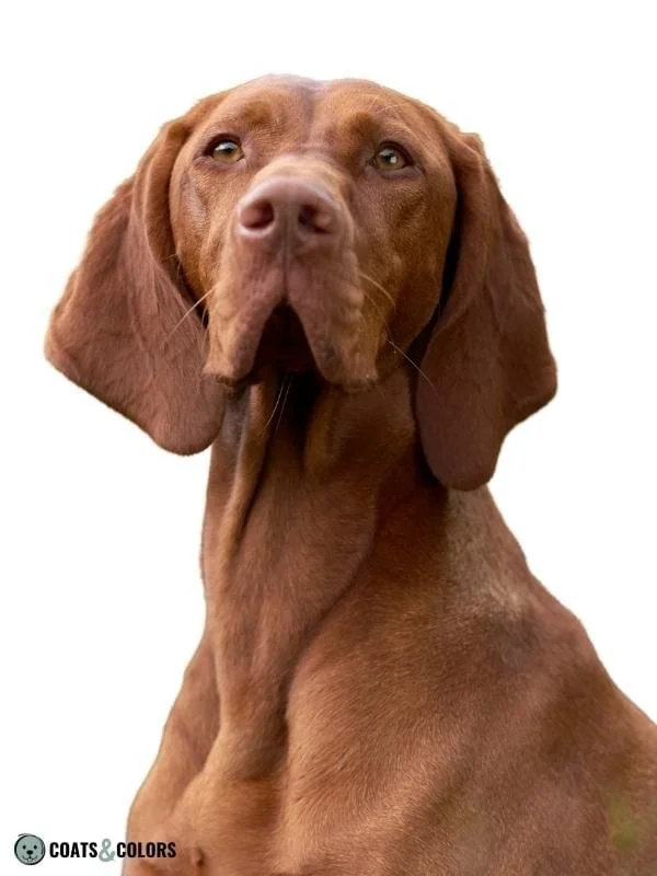 Brown Dog Coat Color Vizsla