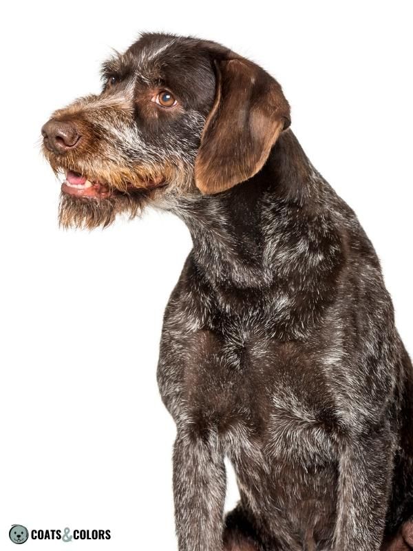 Brown Dog Coat Color Wirehaired Pointer