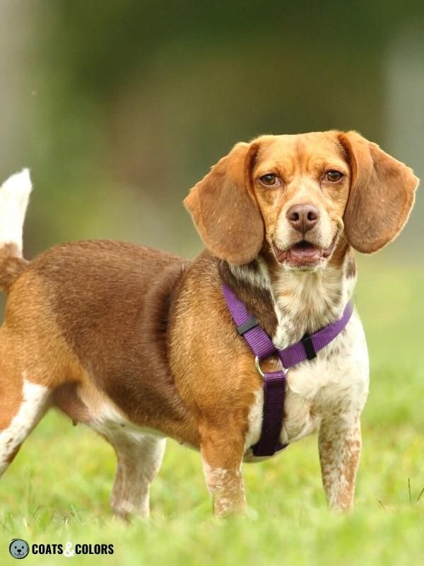 Brown Dog Coat Color brown saddle