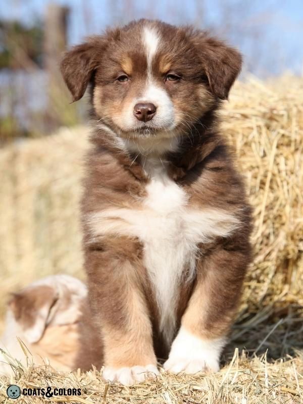 Brown Dog Coat Color brown tricolor puppy
