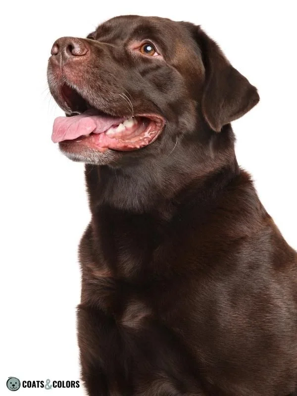 Brown Dog Coat Color chocolate Lab