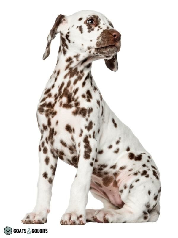 Brown Dog Coat Color liver dalmatian