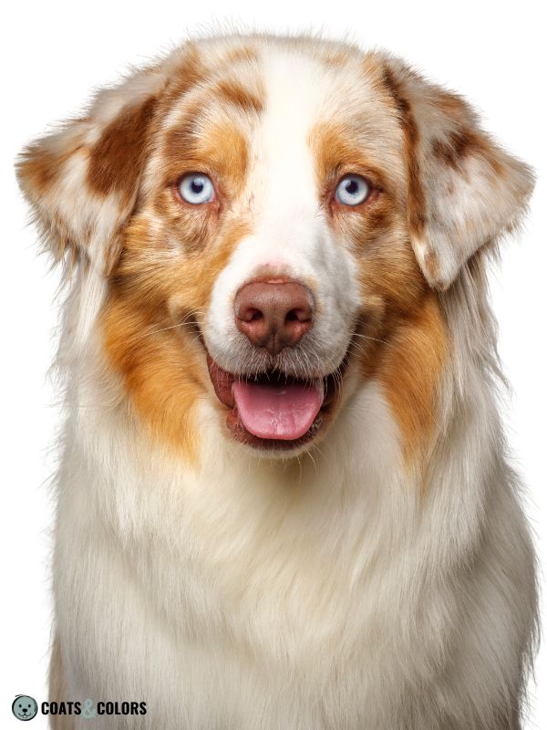 Liver best sale australian shepherd