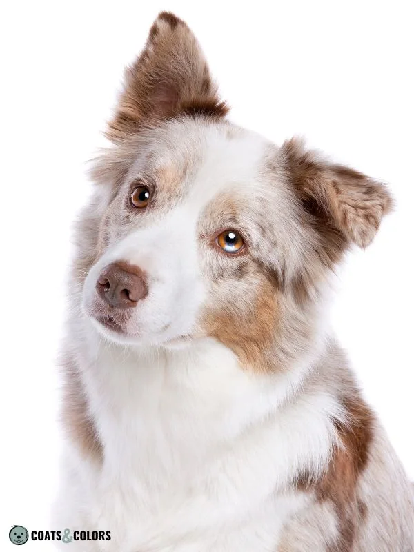 Brown Dog Coat Color liver merle
