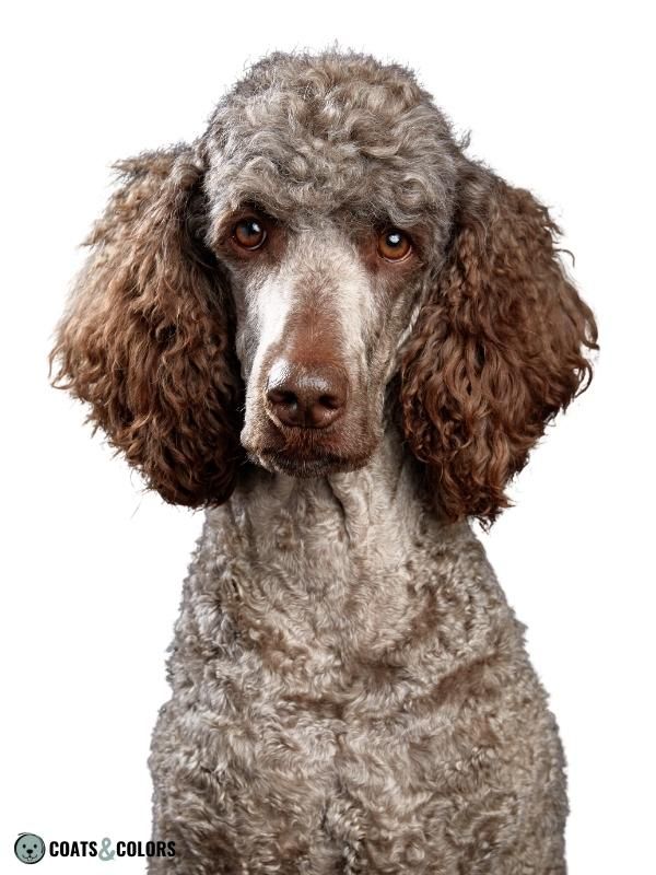 Brown Dog Coat Color progressive greying Poodle