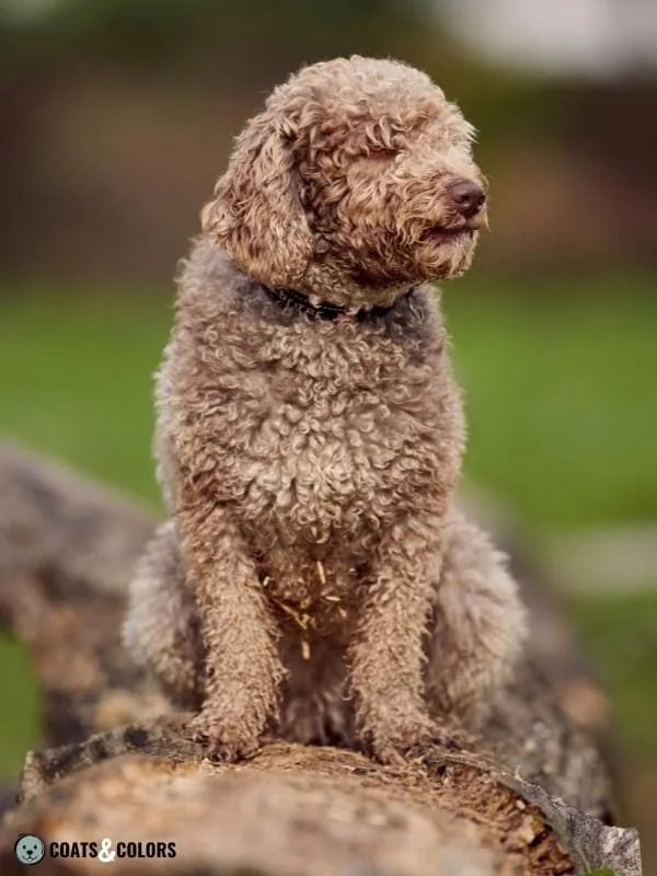 Brown Dog Coat Color progressive greying Spanish Water Dog