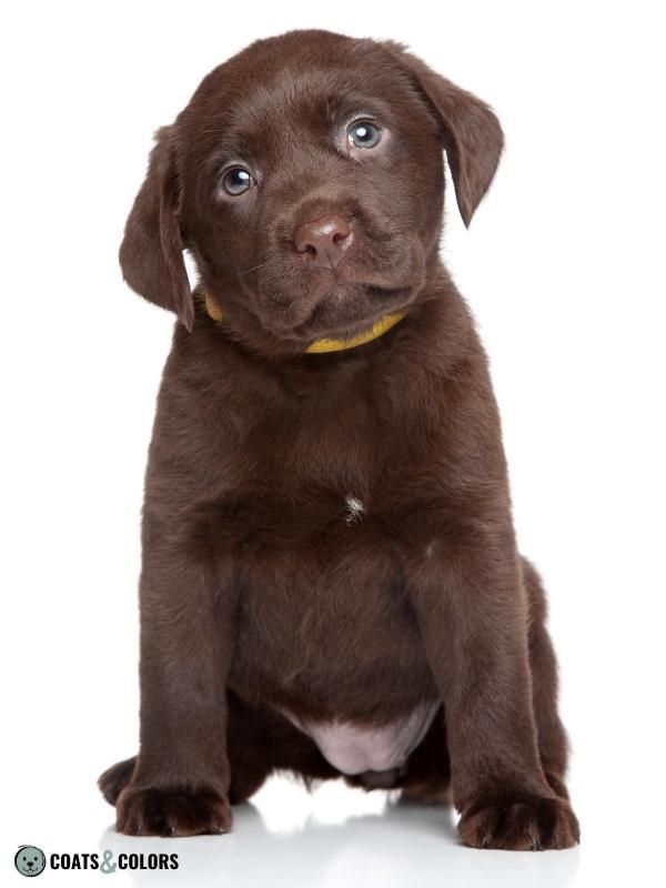 Brown Dog Coat Color puppy eyes