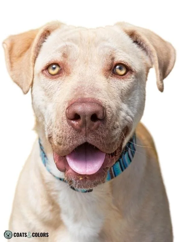 Brown Dog Coat Color yellow dog brown nose