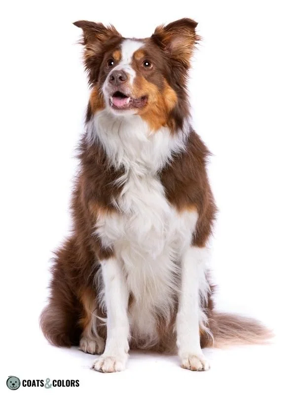 Chocolate Tricolor Border Collie