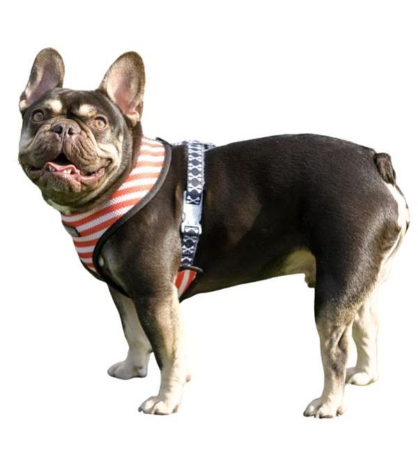 Cocoa Locus Frenchie