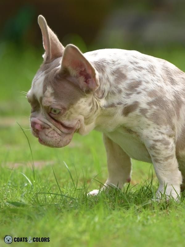 Cocoa Locus Lilac Merle French Bulldog