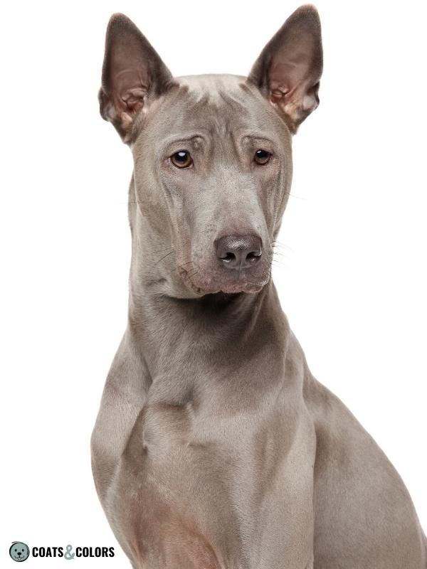 Color Dilution Blue Thai Ridgeback