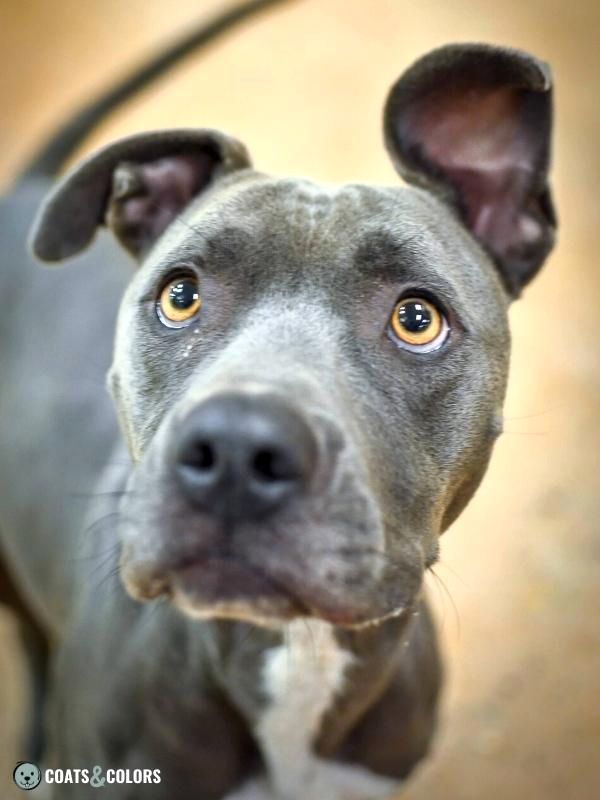 Color Dilution Blue puppy eyes blue Pitbull