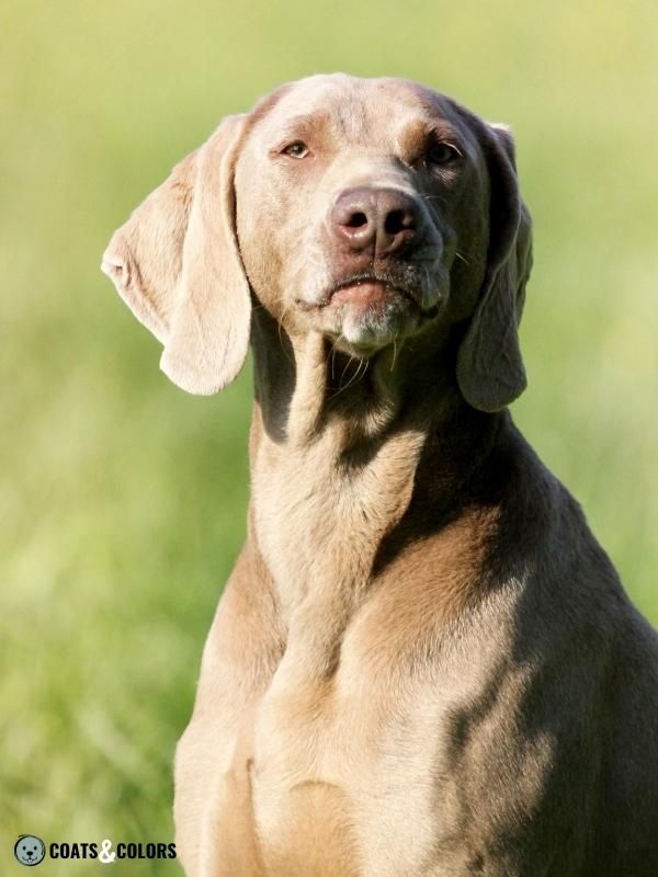 Color Dilution Lilac Weimaraner