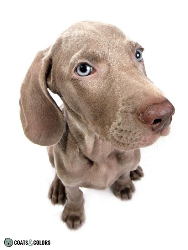 Color Dilution Lilac puppy eyes Weimaraner