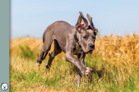 Color Dilution 900x600 1