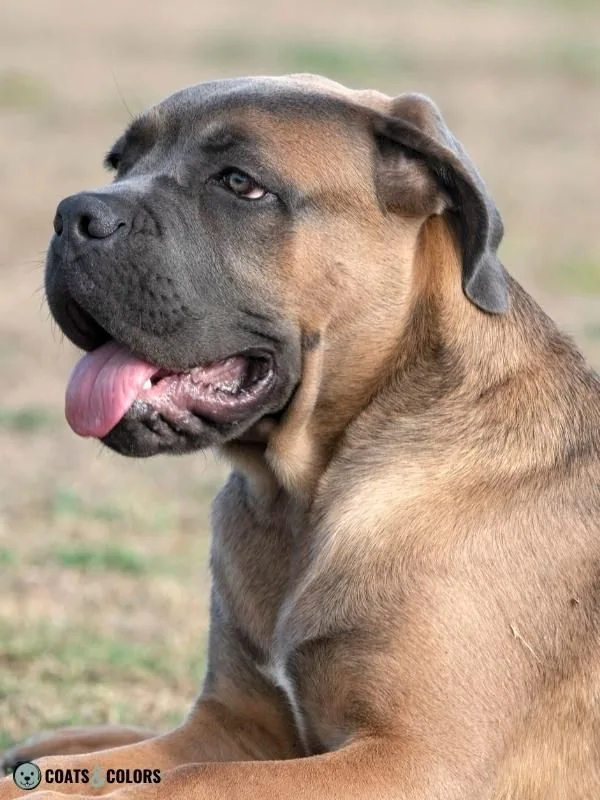 Color Dilution Blue Mask Cane Corso 1