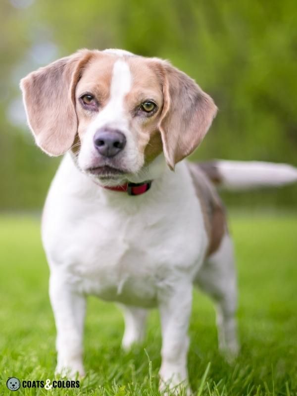 Color Dilution Blue Saddle Beagle