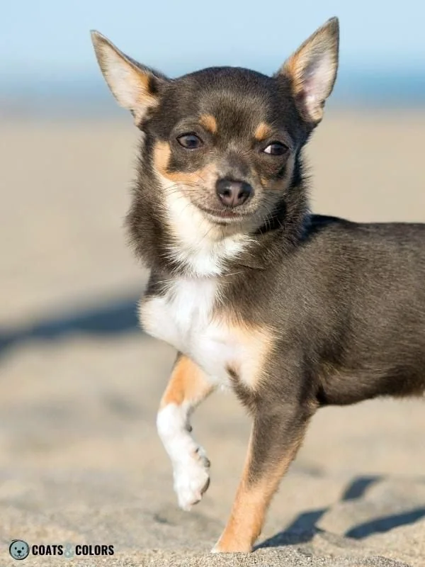 Color Dilution Blue Tri Chihuahua