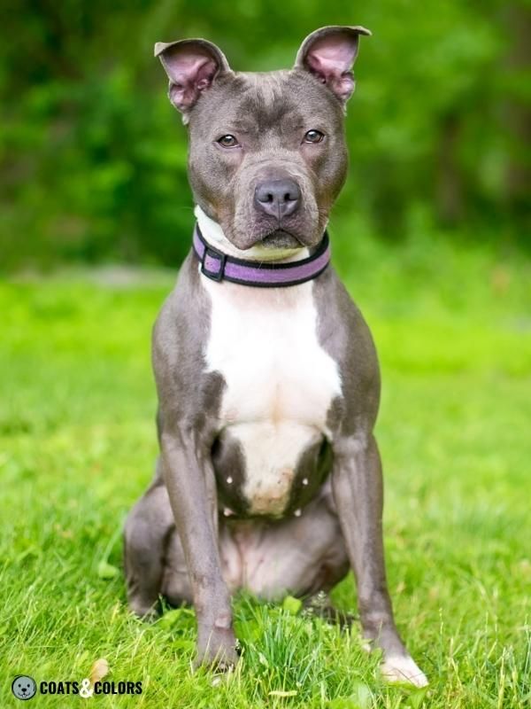 Color Dilution Blue White Pit Bull