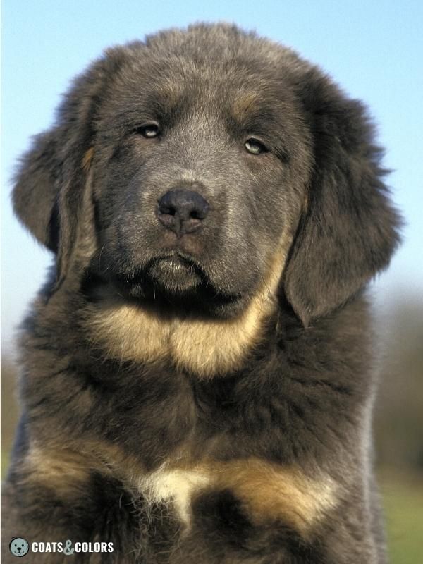 Color Dilution Blue and Tan Tibetan Mastiff