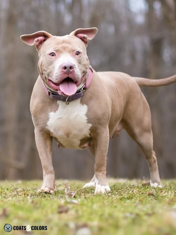 Color Dilution Lilac Pitbull