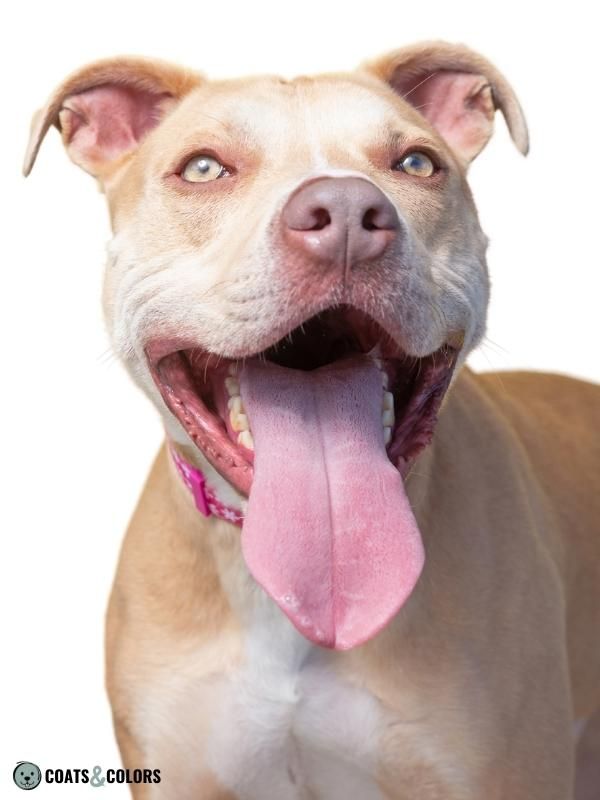 Color Dilution Lilac Sable Pitbull