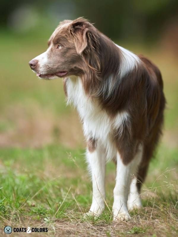 Color Dilution Lilac WHite Border Collie