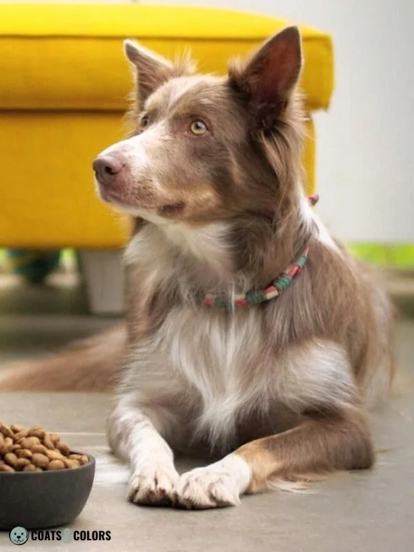 Color Dilution Lilac tri Border Collie