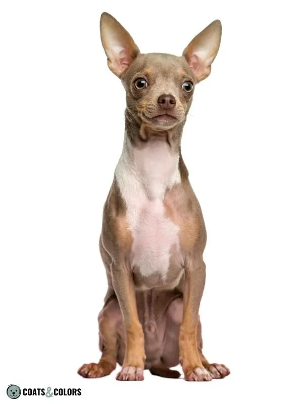 Color Dilution Lilac tri Toy Dog