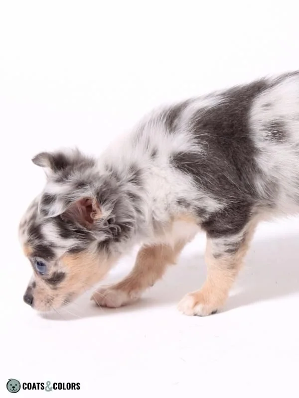 Color Dilution Slate Merle Chihuahua