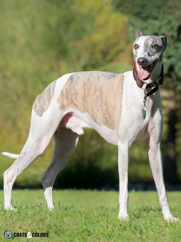 Color Dilution Whippet Blue Brindle