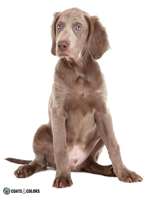 Color Dilution longhaired Weimaraner