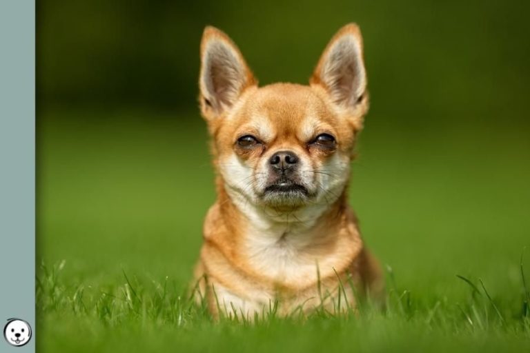 Dog Coat Colors Coats and Colors