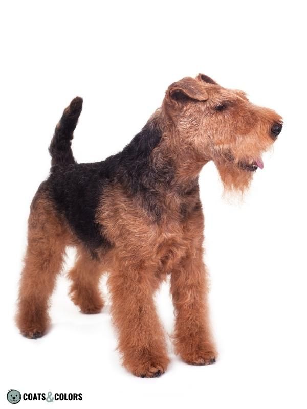 Creeping Tan Welsh Terrier