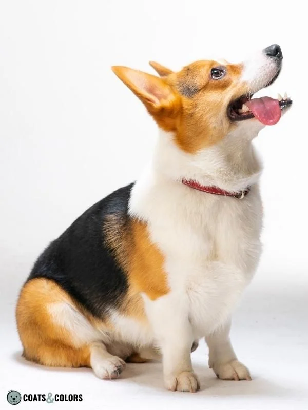 Creeping Tan saddle pattern corgi