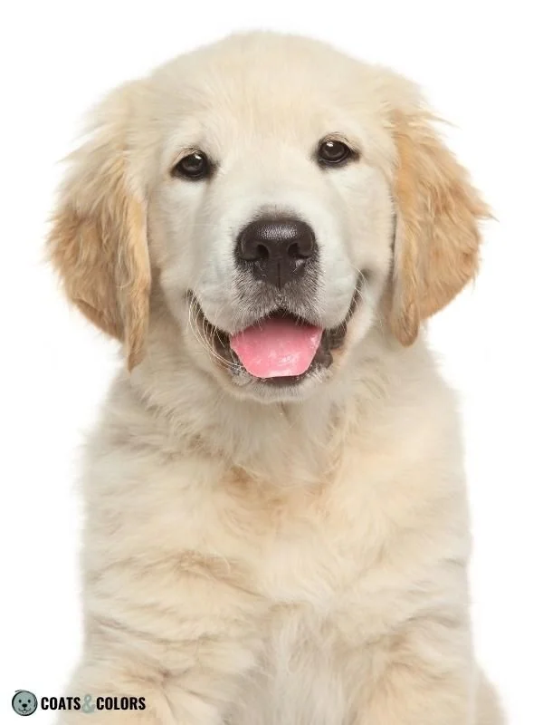 Extension Locus E Locus e Golden Retriever