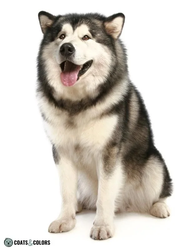 Extension Locus E Locus eA black Malamute