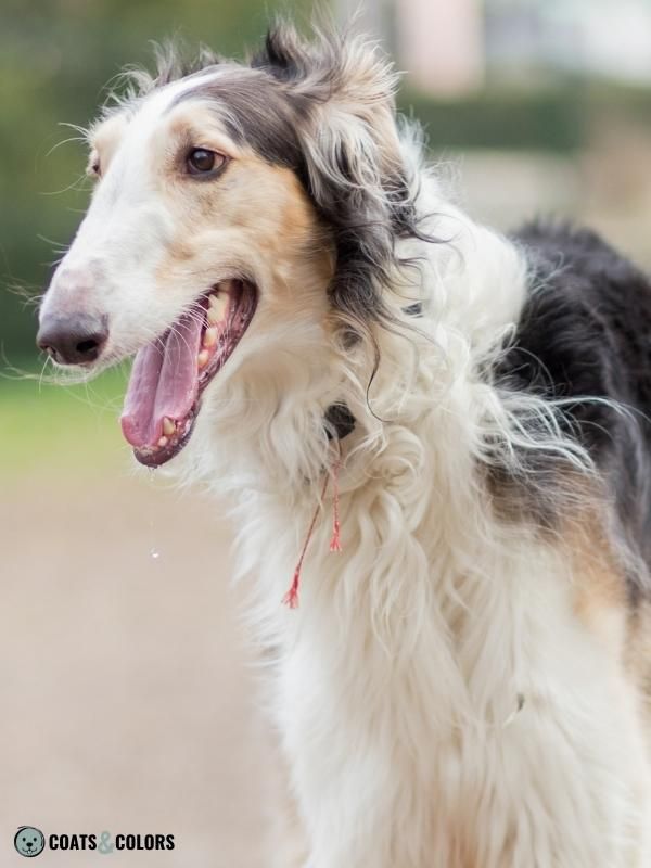 Extension Locus E Locus eG Borzoi