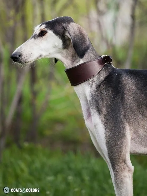 Extension Locus E Locus eG Saluki