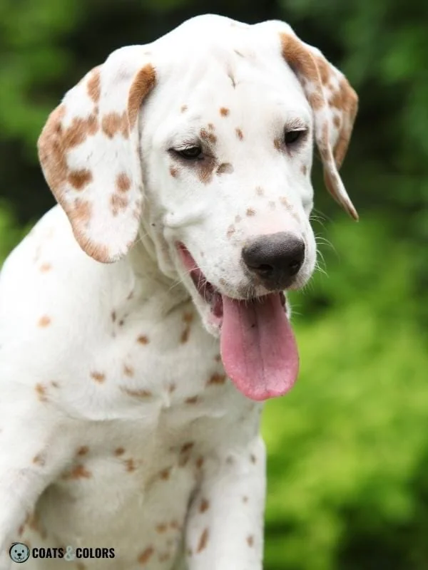 Flecking Dog Coat Color Dalmatian lemon