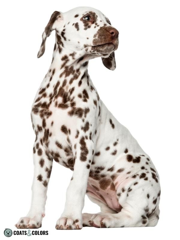 Flecking Dog Coat Color Dalmatian liver