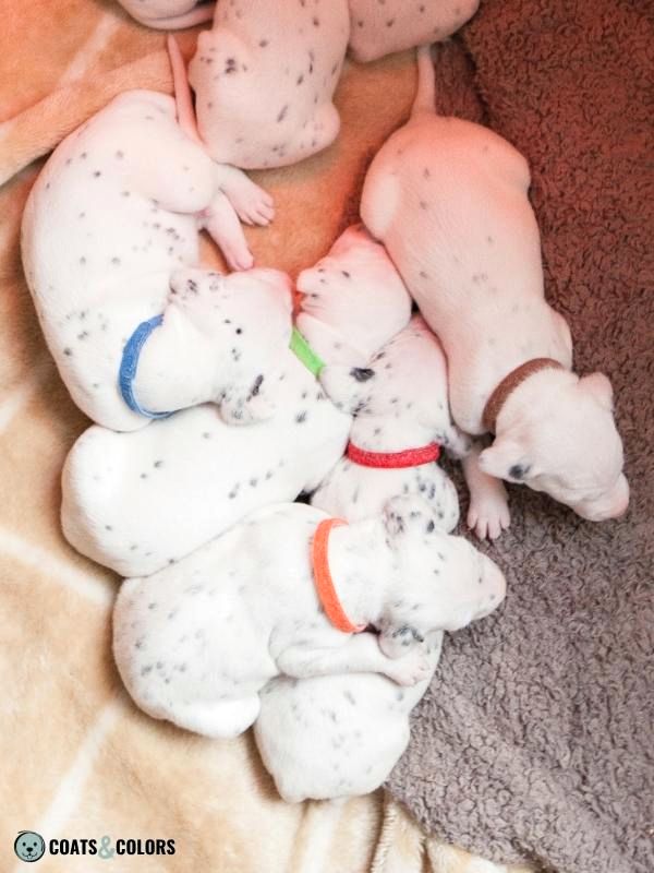 Flecking Dog Coat Color Dalmatian puppies