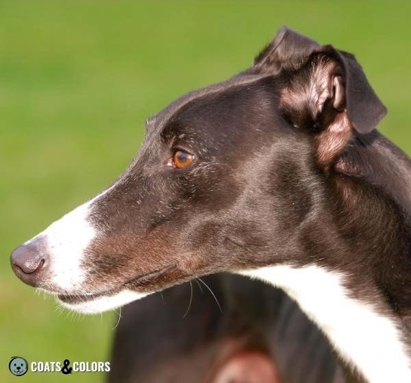 Ghost Tan sighthound