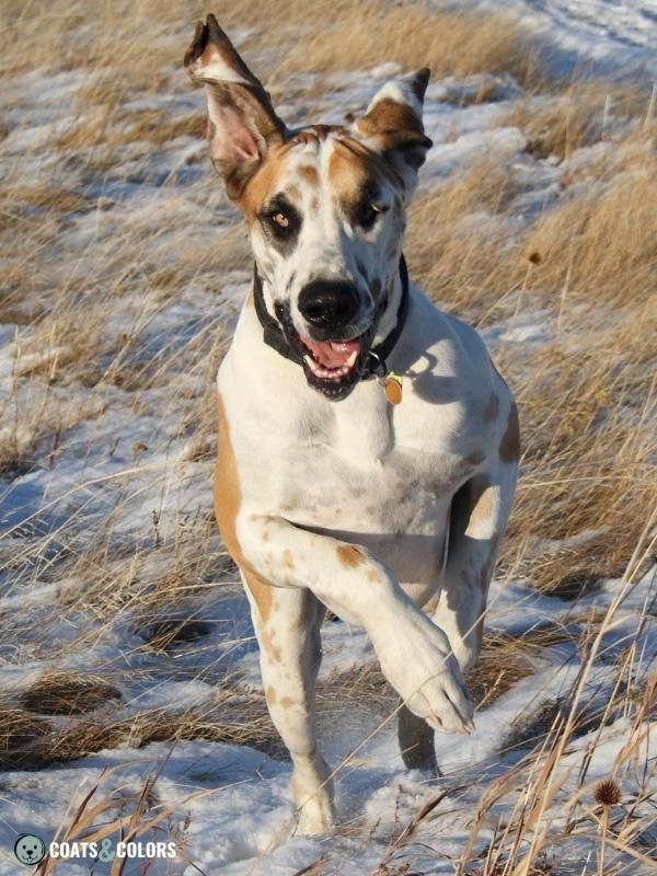 Harlequin Great Dane Fawnequin running