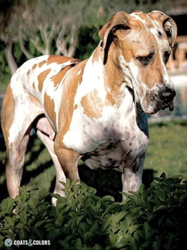 Harlequin Great Dane Fawnequin